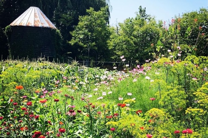 garden flowers