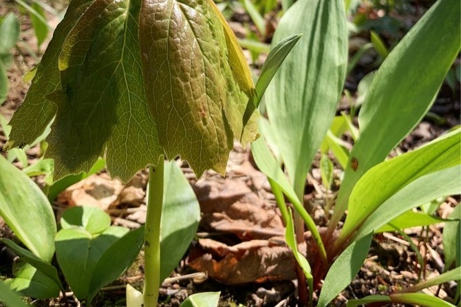mayapple ramps