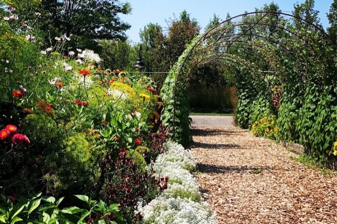 pumpkin patch archs