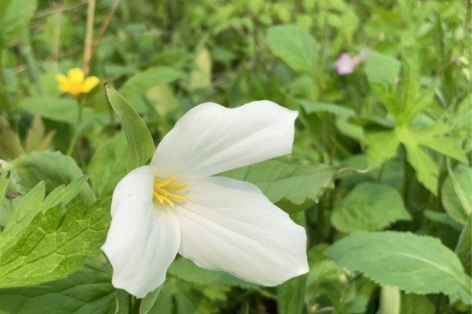 trillium