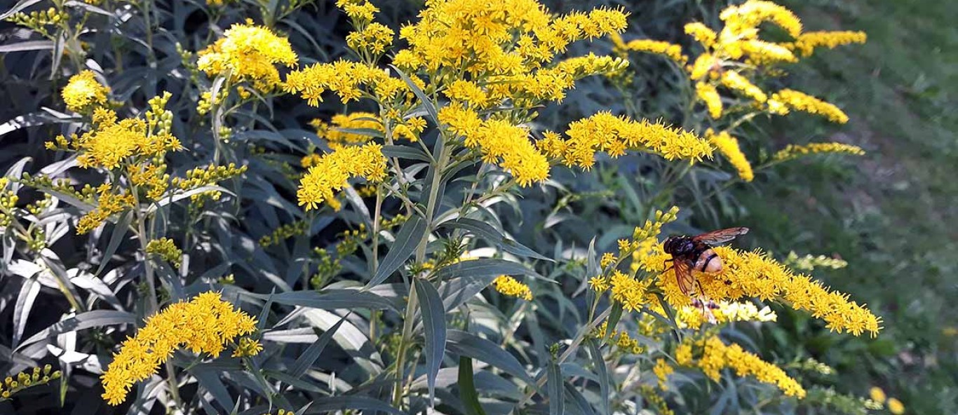 Bee Feeding from Gray Goldenrod