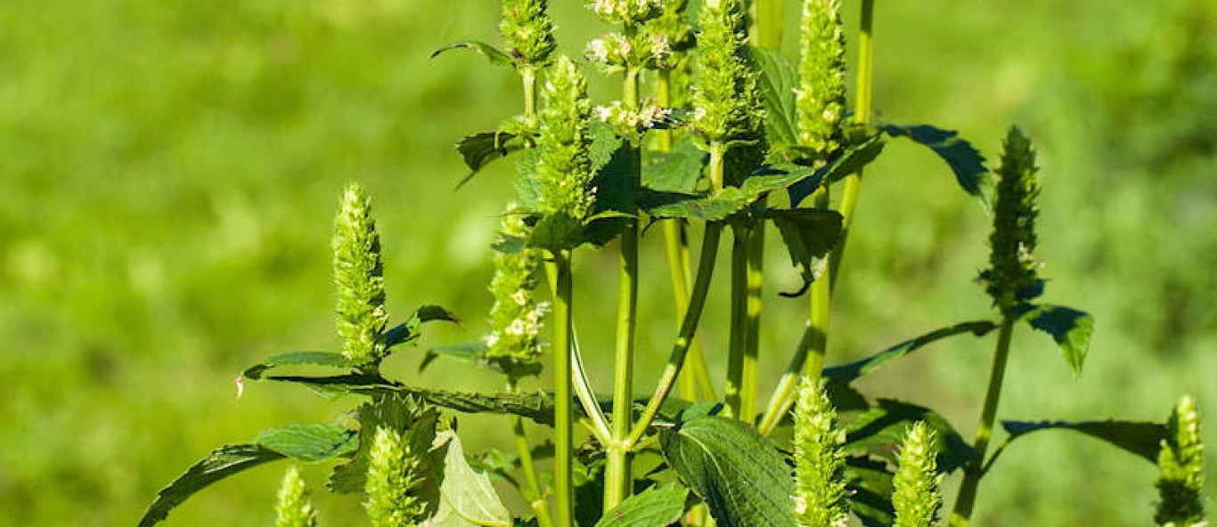 FAGANEP A Yellow Giant Hyssop Seeds
