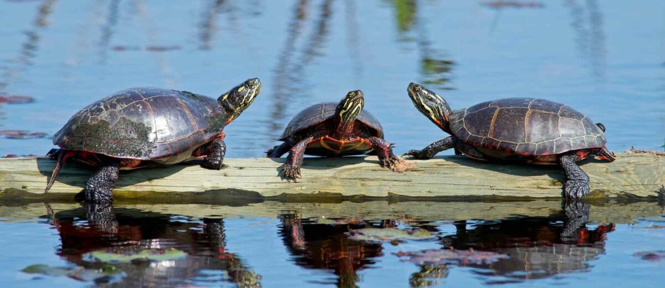 Fun Facts About Turtles 3 1200x675