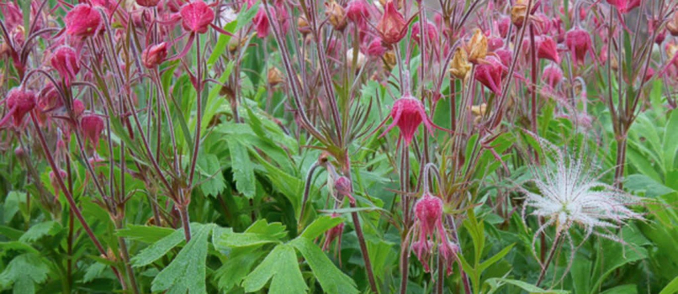 Geum triflorum Prairie Smoke3