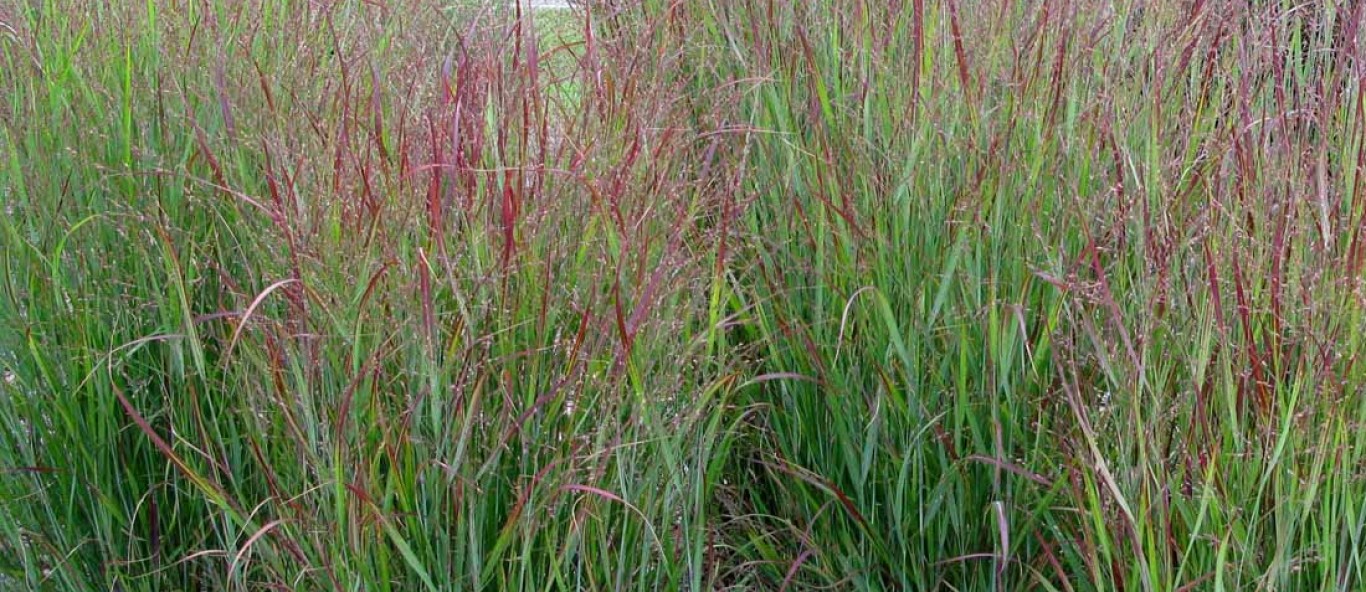 Panicum Shenandoah 04