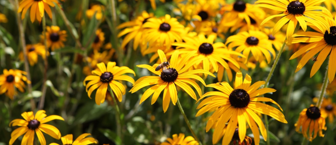 These 5 Stunning Black Eyed Susan Varieties Will Create A Show Stopping Fall Display 