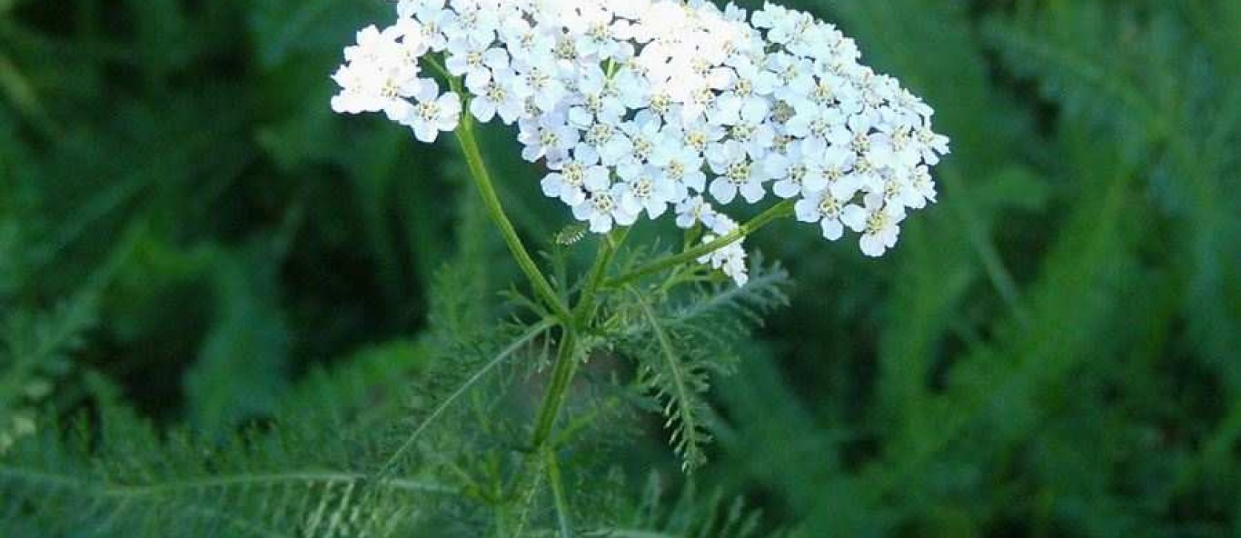 achilleamillefolium21