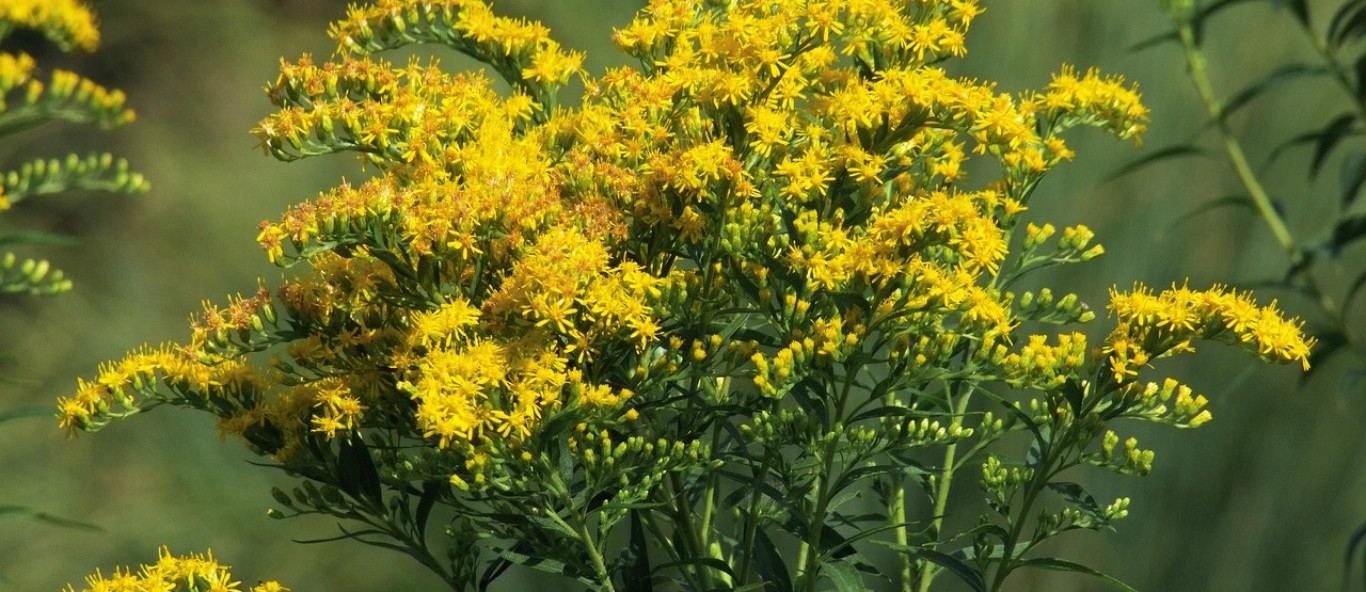 canadian goldenrod 6921221 1280