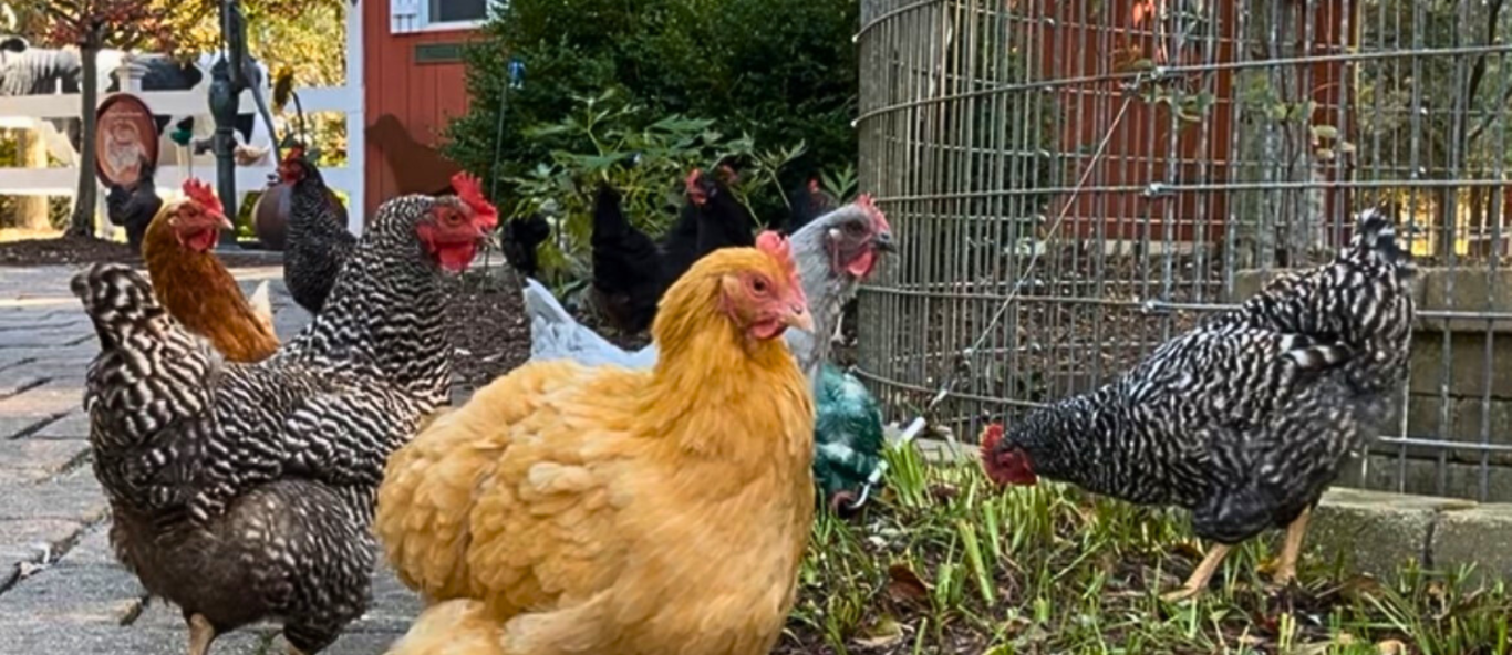 chickens header