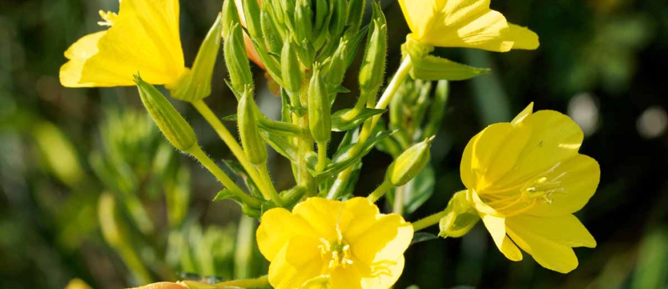 common evening primrose oenothera biennis 