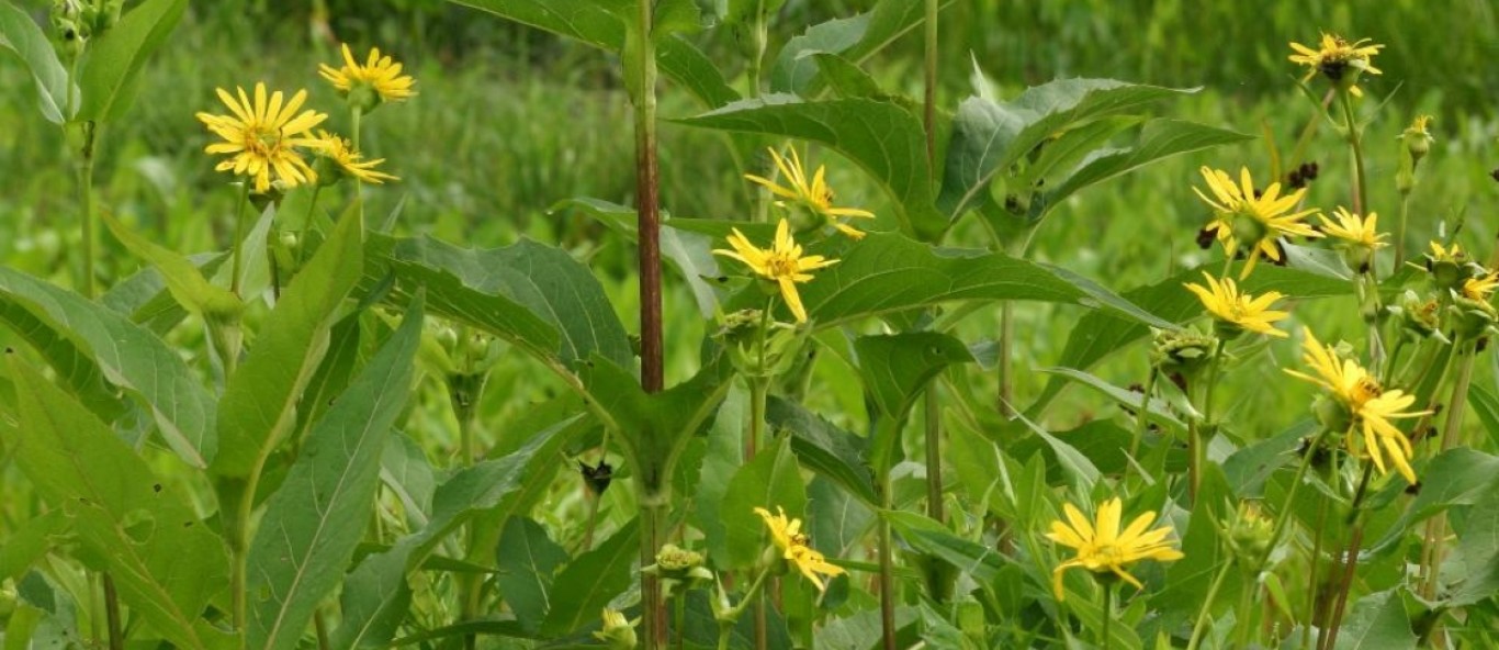 cup plant