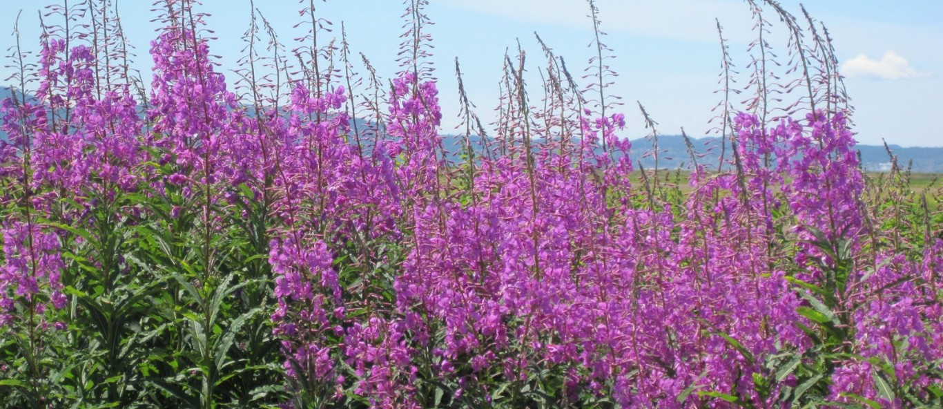 fireweed