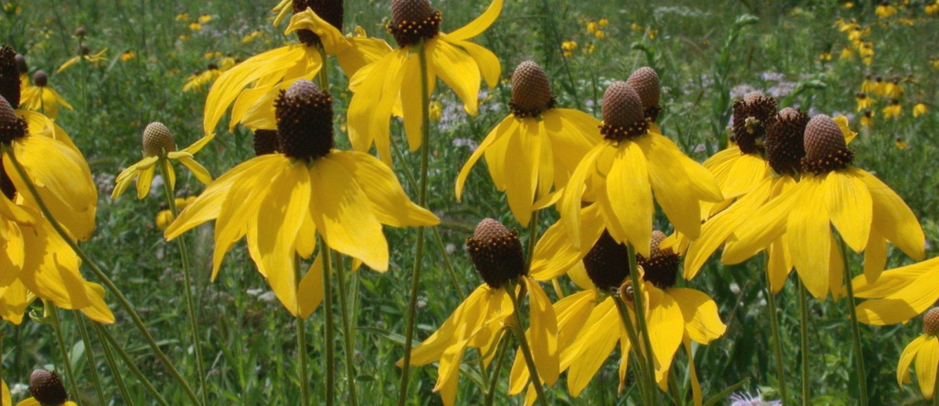 grey headed coneflower 81