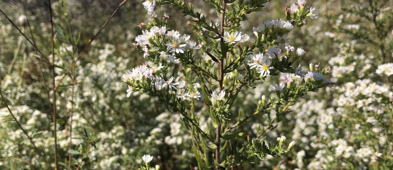 heath aster 2 9 28 22