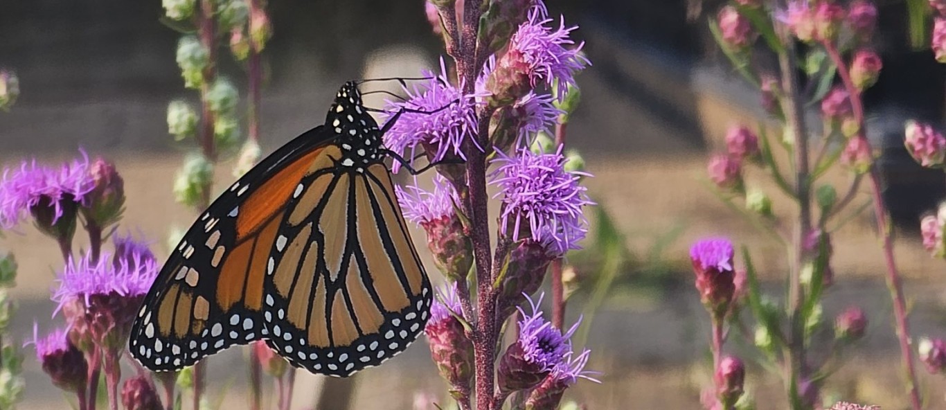 meadow blazing star