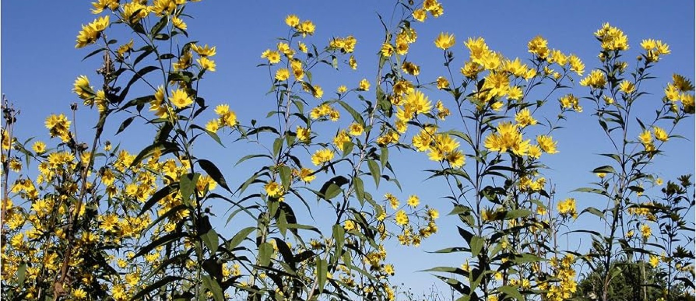 sawtooth sunflower