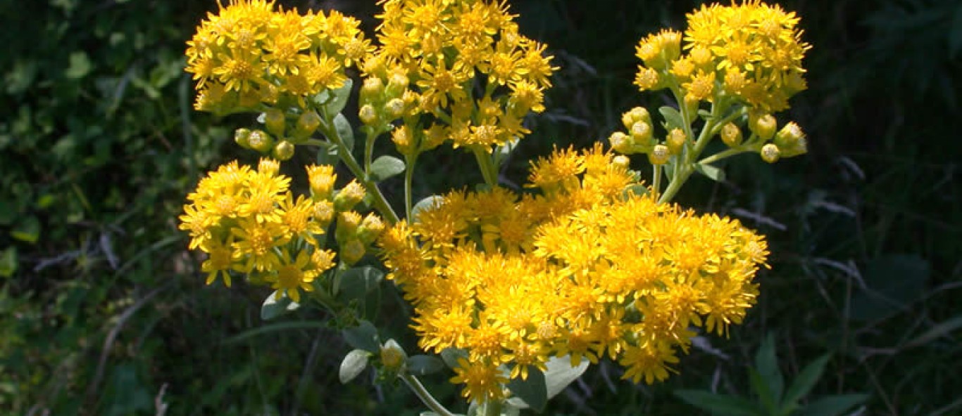 stiff leaved goldenrod