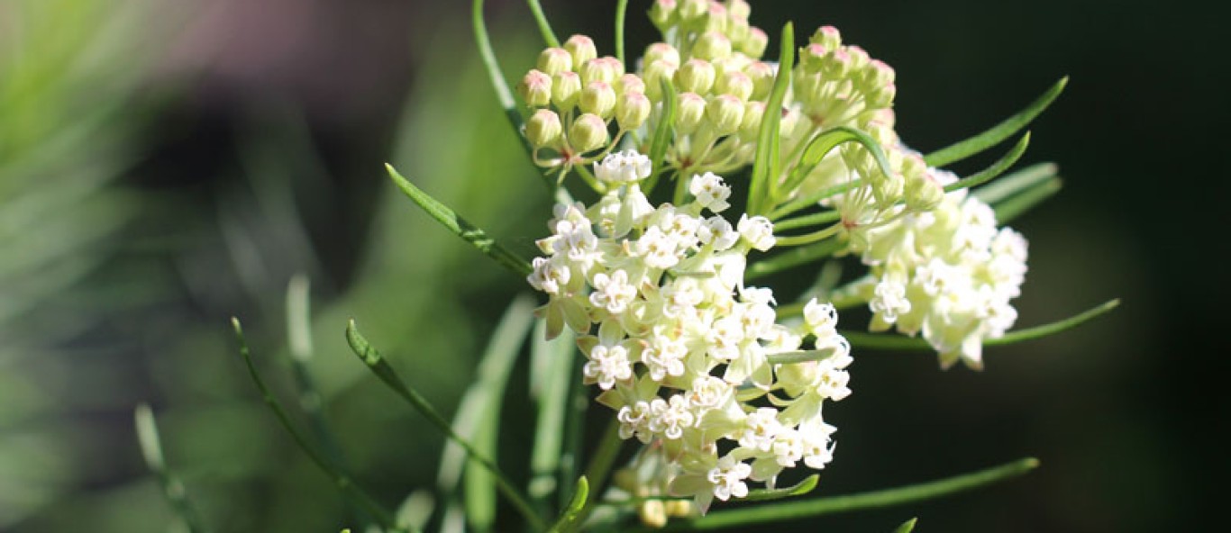 whorled milkweed