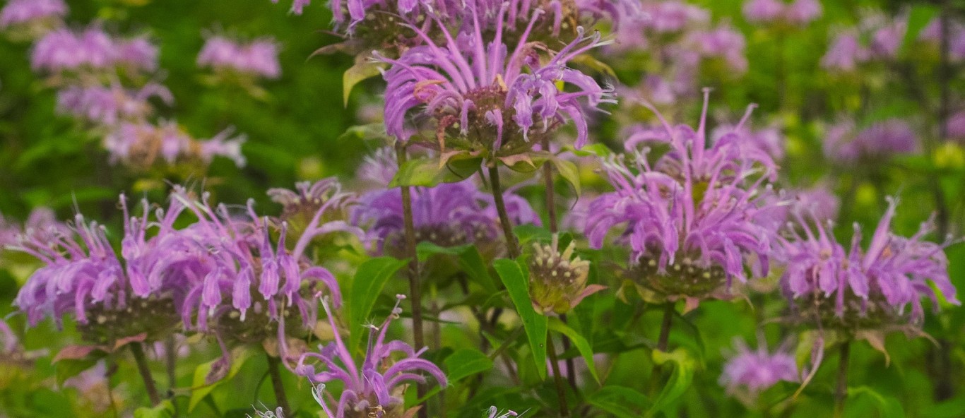 wild bergamot